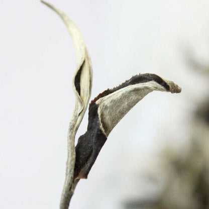 Yunnan Jing Gu Puer Moonlight White Knospen Pu'er Puerh Lose Leaf Tee Cha 100g