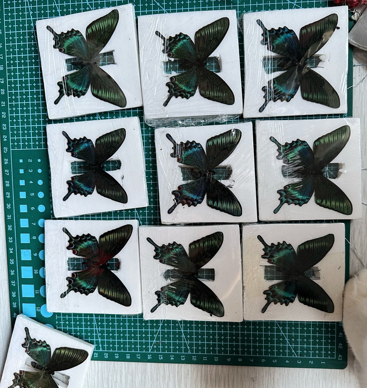 10pcs Green Banded Peacock Swallowtail 5-7cm Wingspan Spring Form