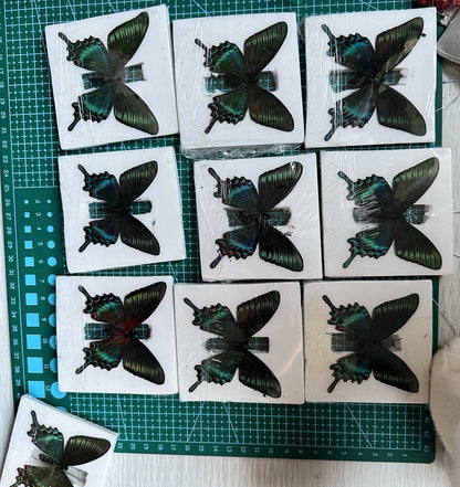 10pcs Green Banded Peacock Swallowtail 5-7cm Wingspan Spring Form