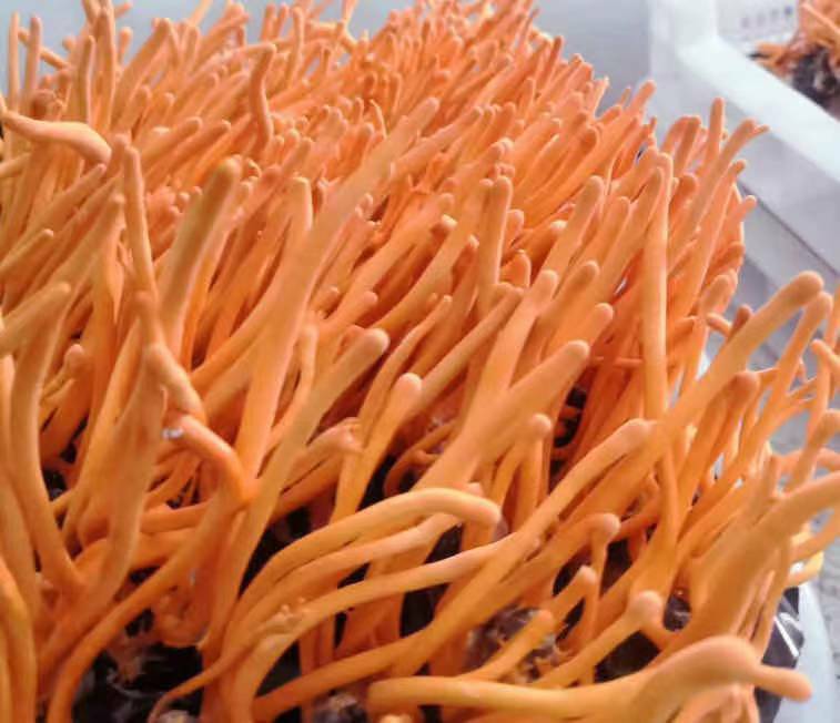 Chinese Anti-aging Cordyceps Flower100g Chong Cao Hua Lowering Blood Pressure