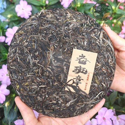 357g 2024 Ban Zhang Yunnan Raw Tea Menghai Ancient Tree Pu Erh Tea Cake