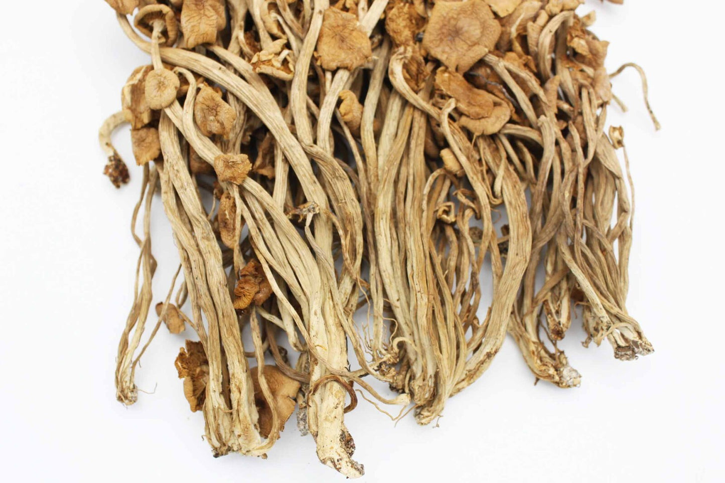 Dried Dehydrated velvet pioppini Cyclocybe aegerita poplar fieldcap mushroom 茶樹菇