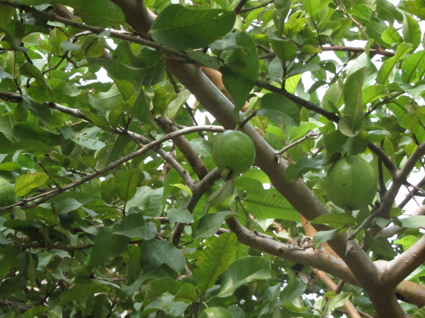 Premium Dried Guava Leaves Loose Leaf Tea - Hojas de Guayaba HELLOYOUNG