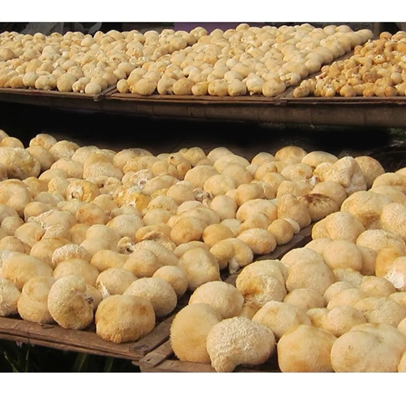 Organic 100% Dried Lion's Mane Mushroom 500g/1.1LB - Premium Quality
