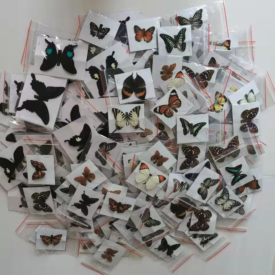 20 Pcs DIY Real Butterfly Specimens Mixed Species Taxidermy Home Decor Gift