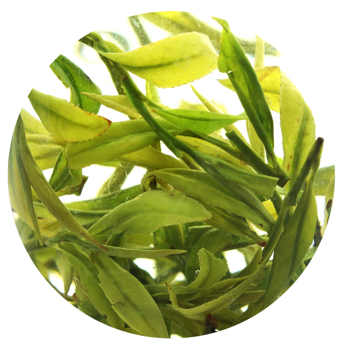 GOARTEA Premium Anji Bai Cha Long Jing Green Tea White Dragon Well Green Tea-