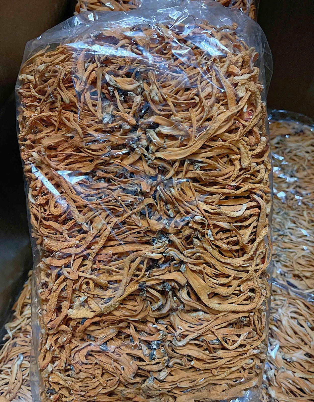 Premium High Quality Cordyceps Flowers 粗排特級蟲草花 Free Worldwide AIRMAIL