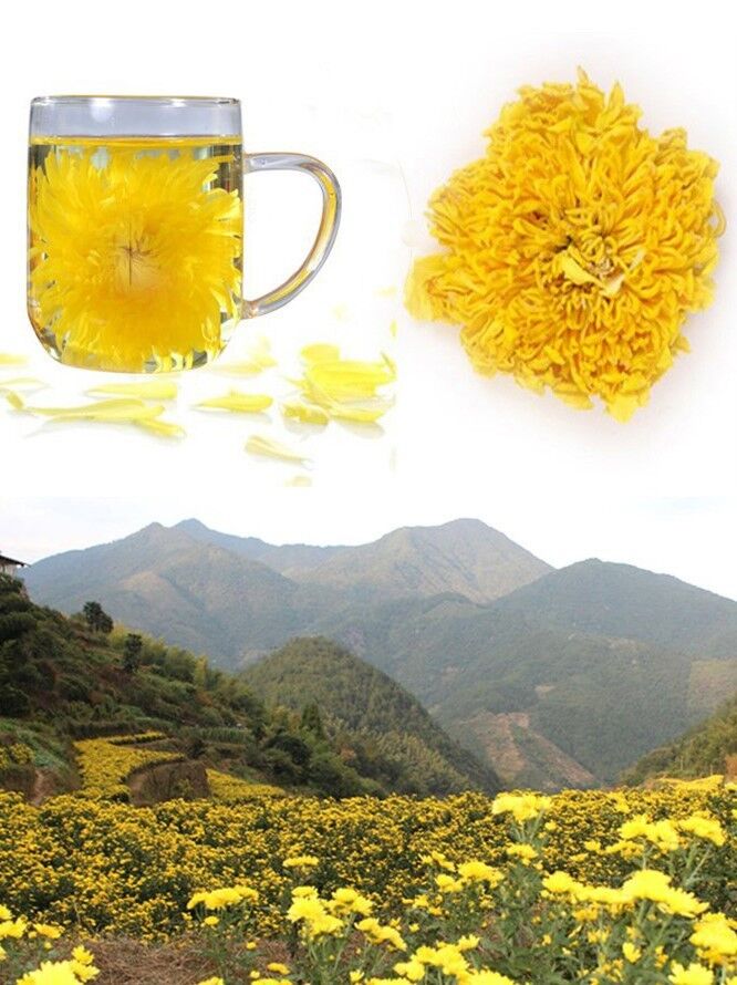 100%Natural Green Food Gold Huang Ju Chrysanthemum 4 Pieces Organic Herbal Tea