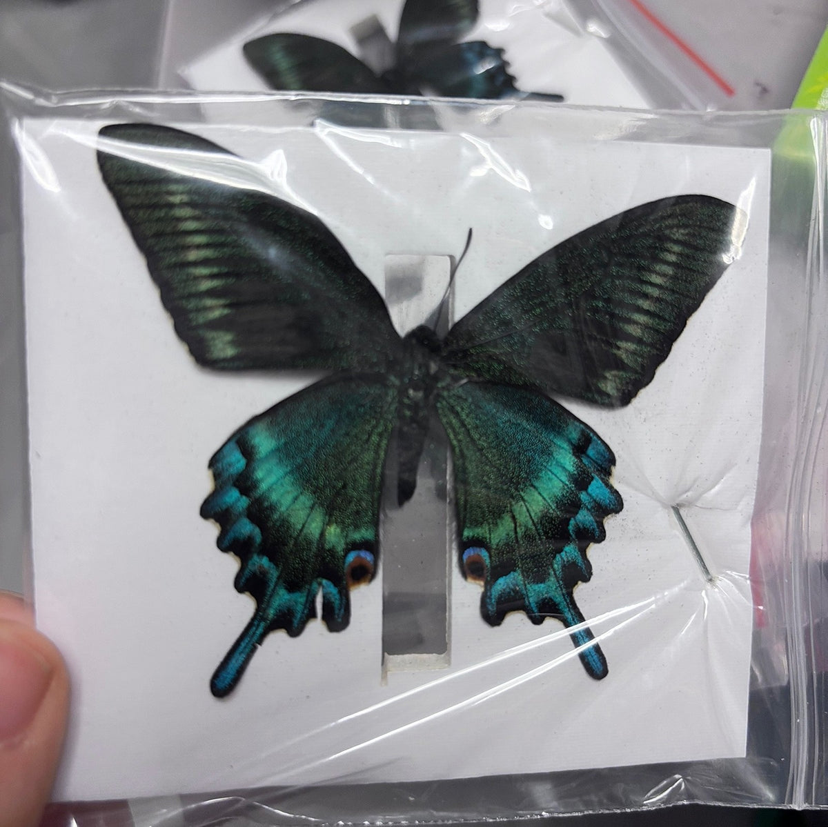 30 Real Alpine Black Swallowtail Butterfly Specimens 9-12cm Spread Wings