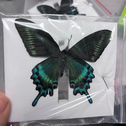 30 Real Alpine Black Swallowtail Butterfly Specimens 9-12cm Spread Wings