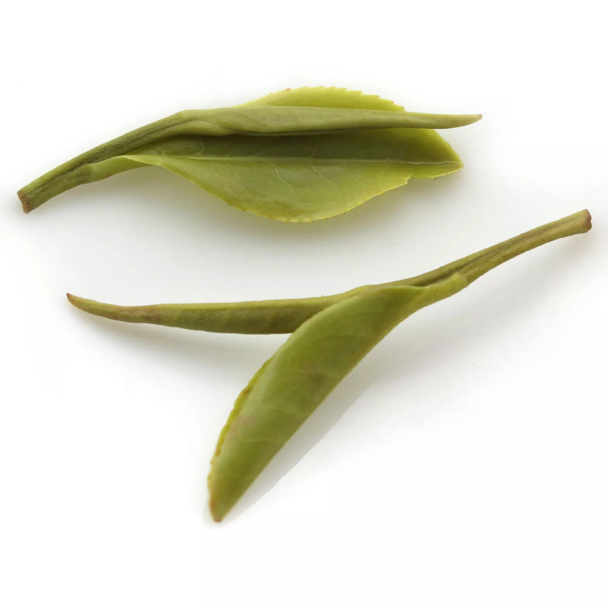 500g Supreme Huangshan Maofeng GREEN TEA Chinese Yellow Mountain Mao Feng