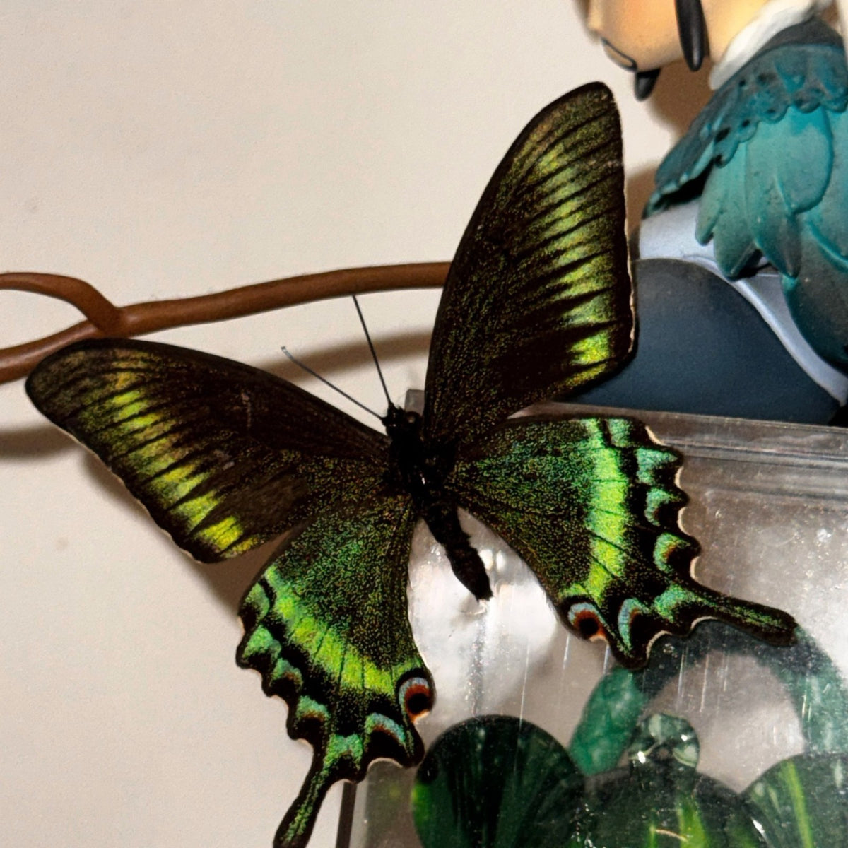 20PCS New Real Green Banded Swallowtail Butterfly Specimen Spring Form A1/A 6cm