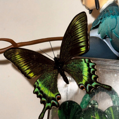 20PCS New Real Green Banded Swallowtail Butterfly Specimen Spring Form A1/A 6cm