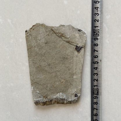 Old Real Fossil Rare Best Triassic Keichousaurus Collection