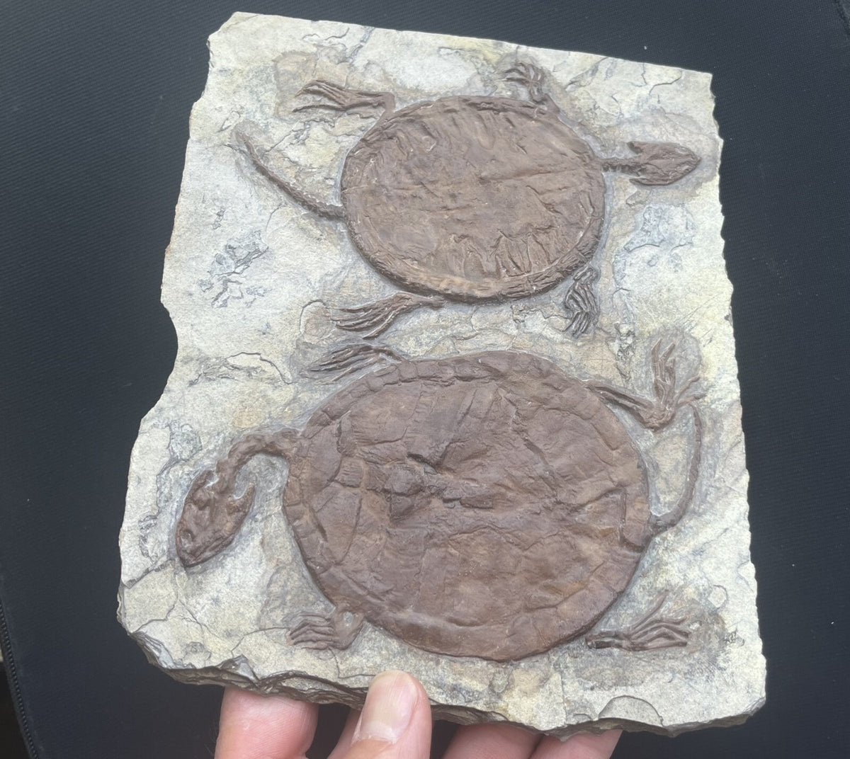 Collected Unique FindTurtle Fossil Rare Chinese Best Triassic Keichousaurus