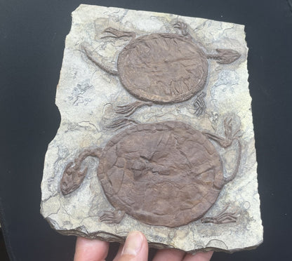 Collected Unique FindTurtle Fossil Rare Chinese Best Triassic Keichousaurus