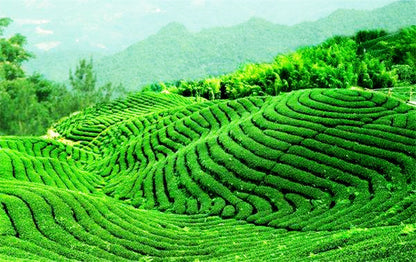 Natural Yunnan Black Pu-erh Tea Cake 357g Herbal Energy Tea for Men Women