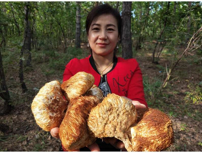 Wild Lion's Mane Mushroom Premium Hericium Erinaceus Very Delicious Top Quality