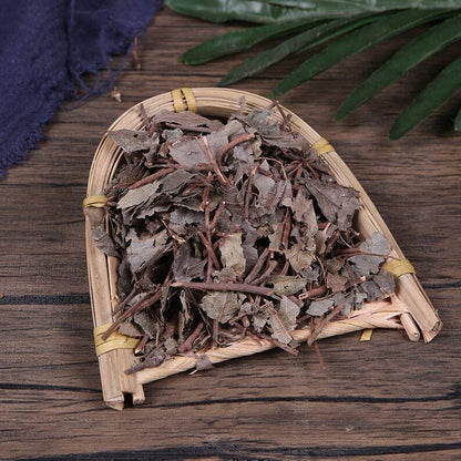 Organic Herbal Ardisiae Japonicae Herbal Ardisia Japonica Great Quality