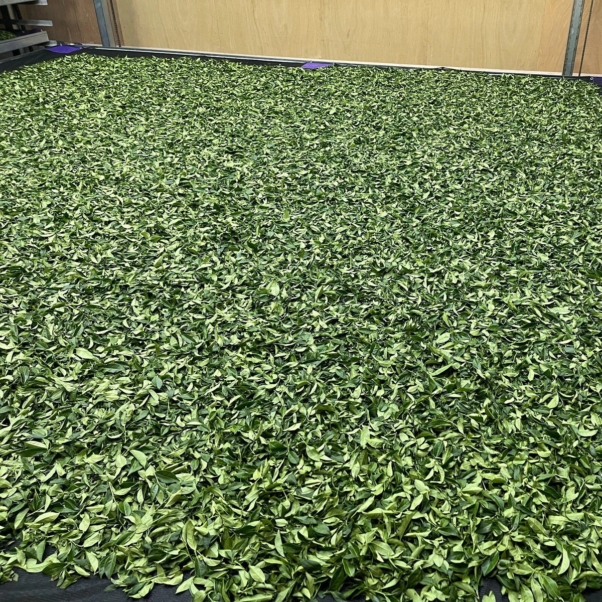Taiwan unique tea,Alishan,Best quality High-mountain Oolong tea,150g*4