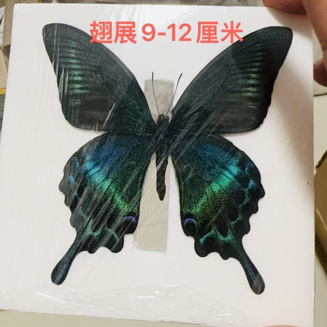Green Banded Peacock Swallowtail Summer Form 10 Pack 9-11cm Wingspan