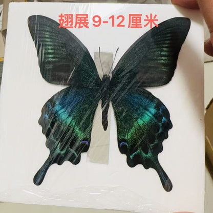 Green Banded Peacock Swallowtail Summer Form 10 Pack 9-11cm Wingspan