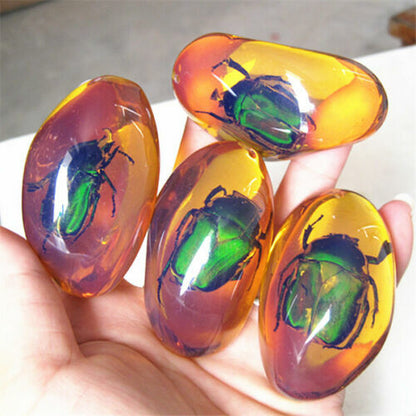 5 Pcs/lot Beautiful Amber Beetle Fossil Insects Manual Polishing Randomly Send.