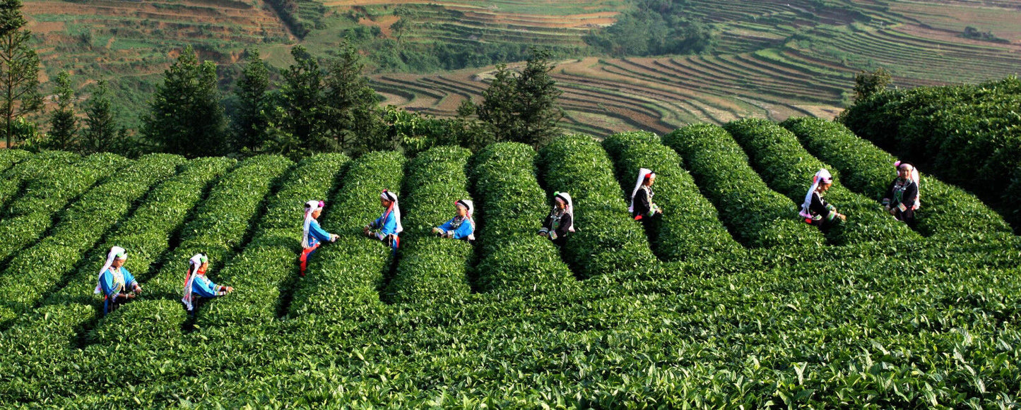 100g Caicheng Fragrant White Tea Moonlight Old Puerh Tea Puer cha Tea Beauty Tea