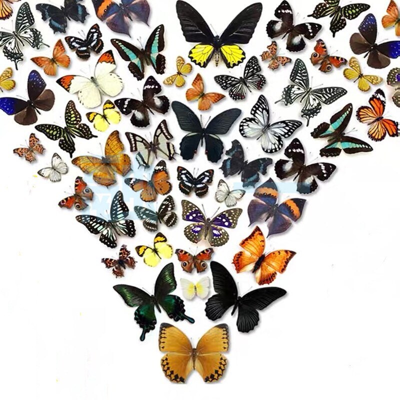 （Butterfly Species with No Duplicates）20pcs natural Real Butterflies Specimen