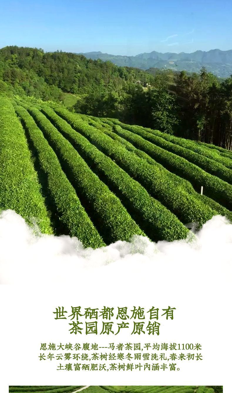 Enshi selenium tea fried green tea strong aroma high mountain cloud green tea