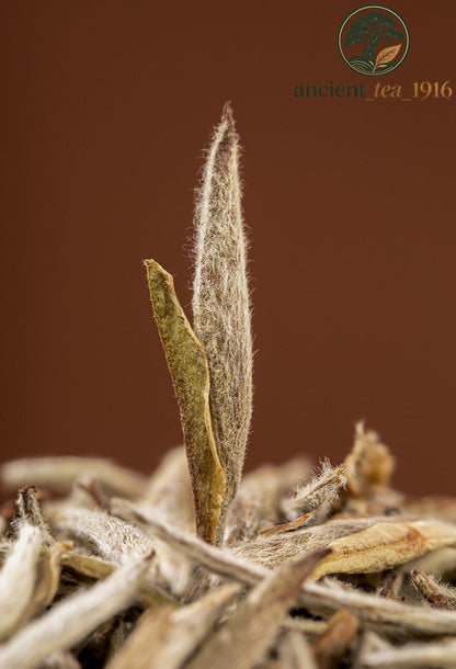 50g 2018 Fuding White Tea Special Grade White Tip Silver Needle Aged Loose Tea