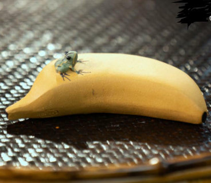 ChineseLovable Banana Frog Tea Pet Statue Yixing Zisha Pottery Gold Duan Clay