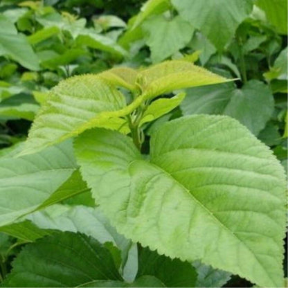 Dried Mulberry Leaf Tea Chinese Natural Mulberry Leaves Tea Herbal Detox Tea50g