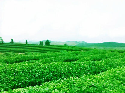Loose Leaf Green Tea Natural Organic Sencha Green Tea Sencha Health Tea