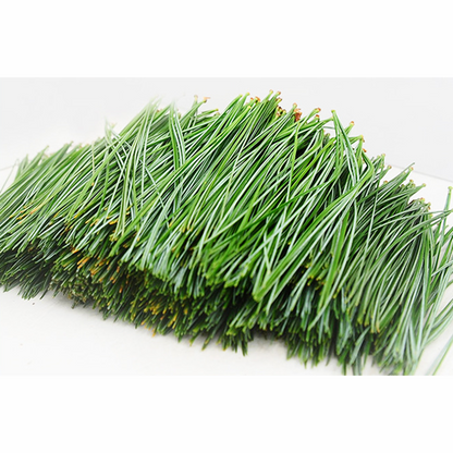 250g Pine Needle Tea Herb Medicine Healthy Anti-Aging Super Food