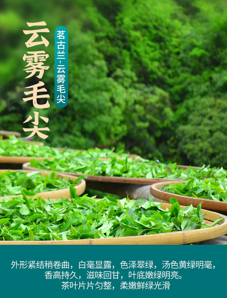 Green Tea Minggulan Cloud Mist Maojian Green Tea Canned Fragrant and Sweet Tea