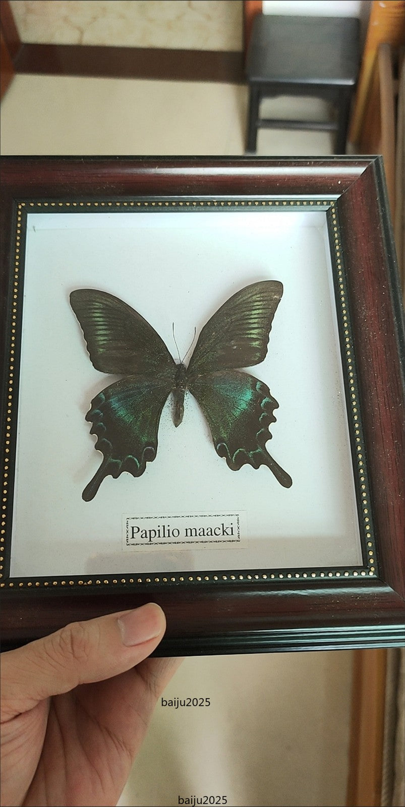 Beautiful Framed Butterfly desktop Decor Collectables Entomology Specimen