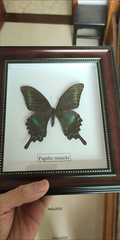 Beautiful Framed Butterfly desktop Decor Collectables Entomology Specimen