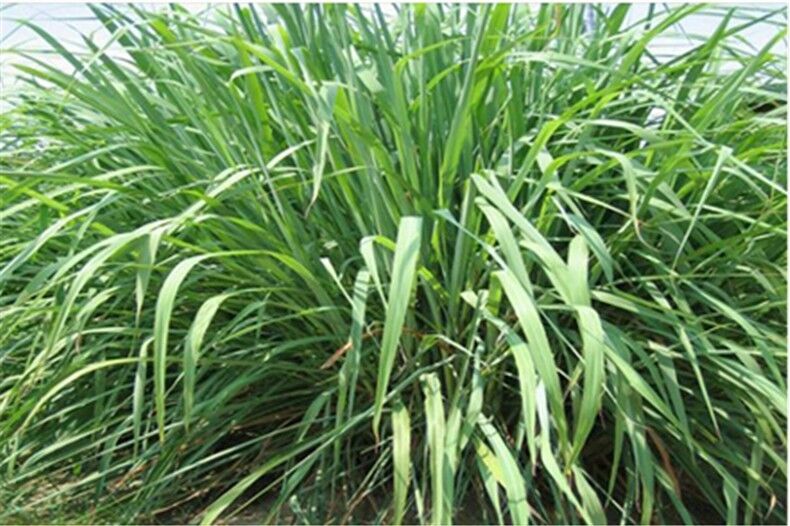 Lemongrass 200g Lemon Flavor Herbal Tea Cymbopogon Citratus Citronnelle LemonTea