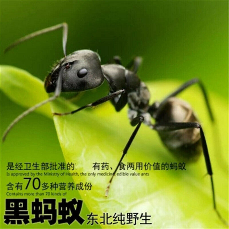 500g Premuim China Wild Chang Bai Shan Mountain Black Ant Vic Roger Polyrhachis