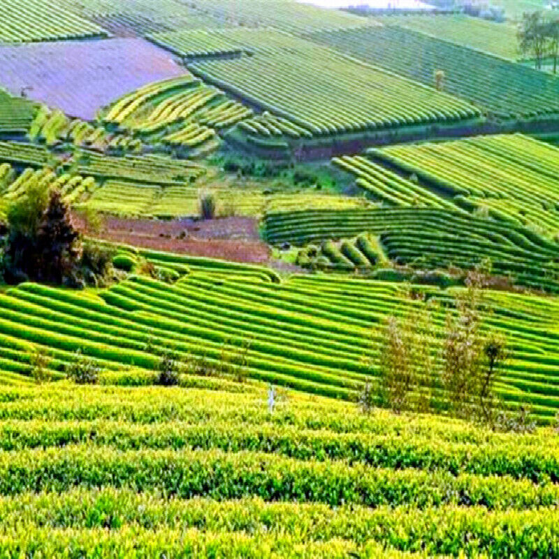 Dragon Well Green Tea New Spring Organic Tea Chinese Longjing Green Tea 500g