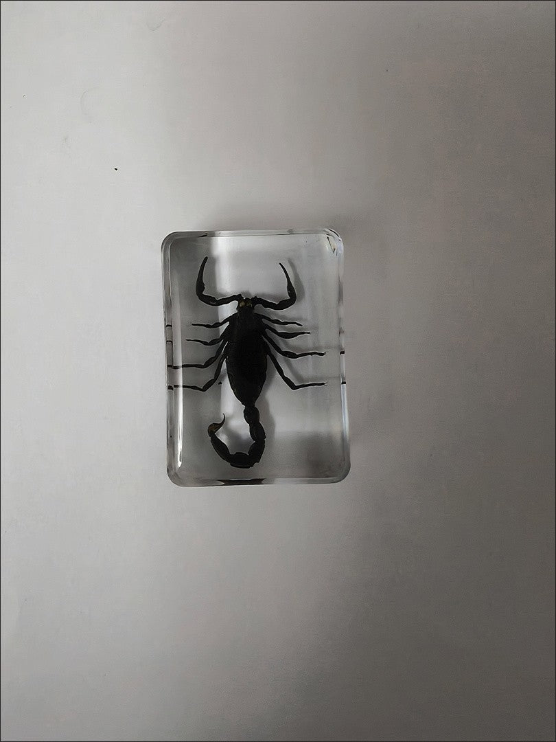 Black Scorpion Resin Insect Specimen 3.5x2.5x1.2cm Educational Toy