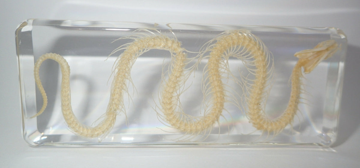 164*78*20mm Chinese Water Snake Skeleton Block Education Animal Specimen