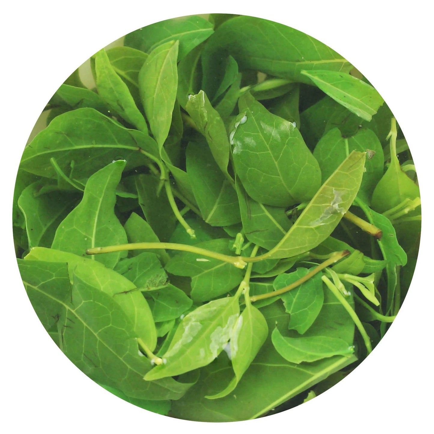 1000g Premium Kuding Bitter Herbal Green Tea Qingshan Lushui Loose Small-leaf