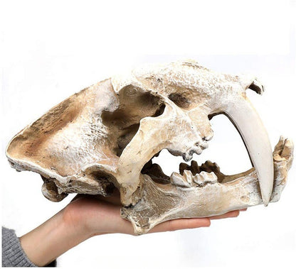 New Resin Skull Model Saber-toothed Tiger Replica Imitation Skeleton Decor