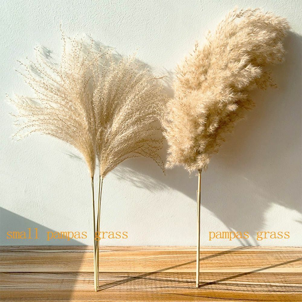 Real Pampas Grass Decor 8/10/20/50 Pcs/Lot Natural Dried Flowers Plants Bouquet