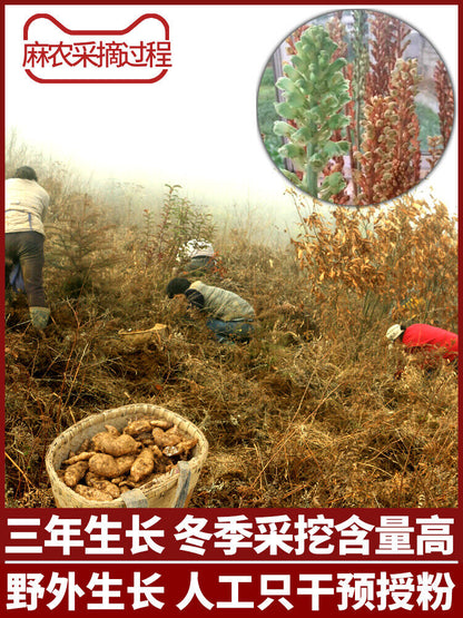 Chinese Natural Herbal Gastrodia Elata Root or slice Tianma Dried Bulk Herbs 天麻