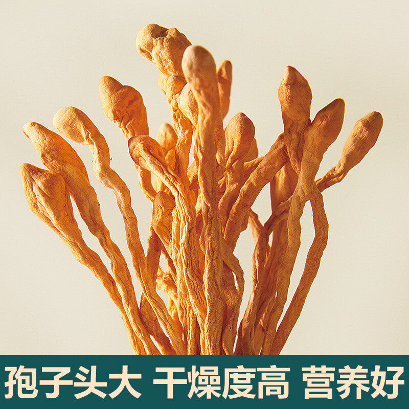 Cordyceps Militaris Dried Herb Premium Herbal Ingredient Soup Material