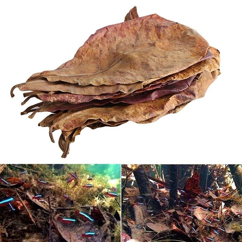 Aquariums Almond Leaves 50 Pcs Catappa Leaf Fish Tank Water Cleaning Accessories