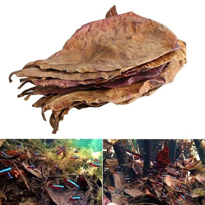 Aquariums Almond Leaves 50 Pcs Catappa Leaf Fish Tank Water Cleaning Accessories